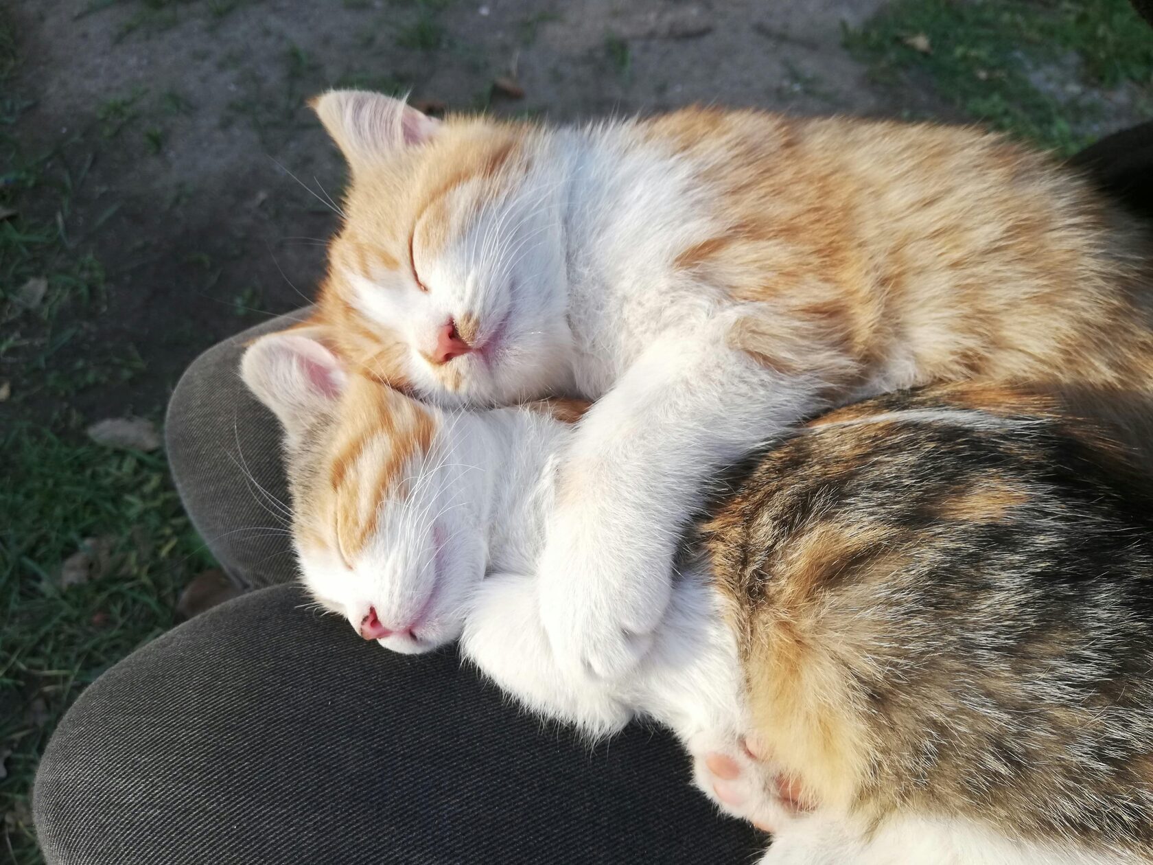 котята спят вместе