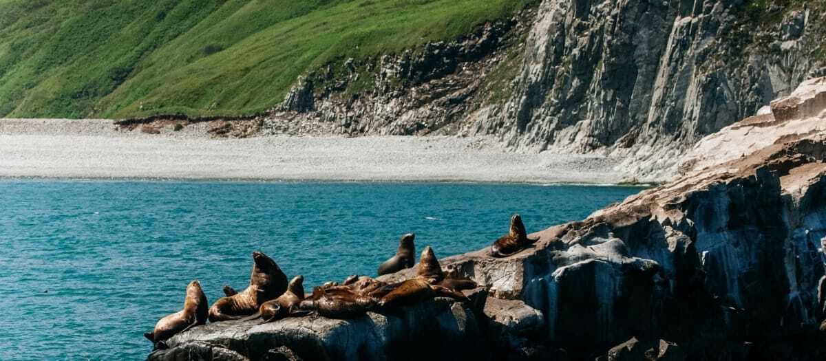 Сивучи лежат на скалах у воды в бухте