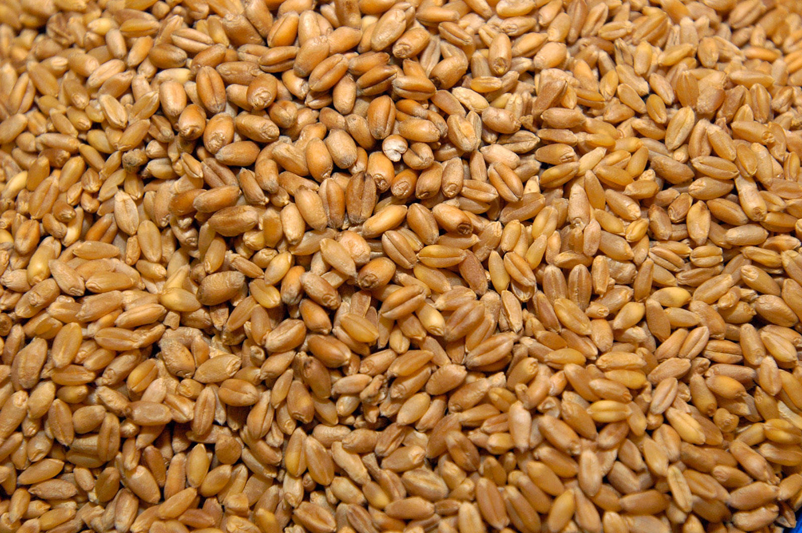 Пшеница Горновка