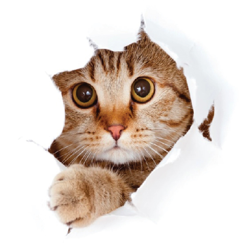 натяжные потолки с котом