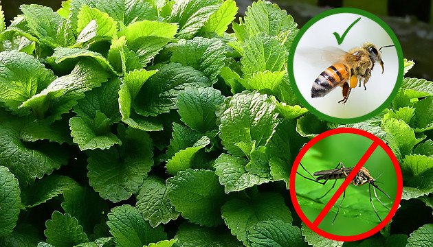 Мелисса растение компаньон в вашем огороде