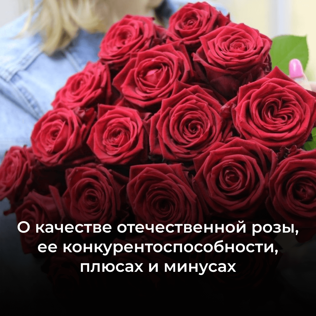 Российская роза: все &amp;amp;amp;amp;quot;за&amp;amp;amp;amp;quot; и &amp;amp;amp;amp;quot;против&amp;amp;amp;amp;quot; отечественного цветка