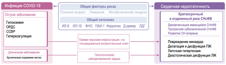 Рисунок. Возможные точки пересечения острой и хронической фазы COVID-19 и СНсФВ. Примечания: ИЛ – интерлейкин; ЛДГ – лактат-дегидрогеназа; ФНО – фактор некроза опухоли, ЛЖ – левый желудочек; ОРДС – острый респираторный дистресс синдром; ПАИ-1 – ингибитор активатора плазминогена 1; ПЖ – правый желудочек; ССВР – синдром системной воспалительной реакции; СНсФВ – сердечная недостаточность с сохраненной фракцией выброса