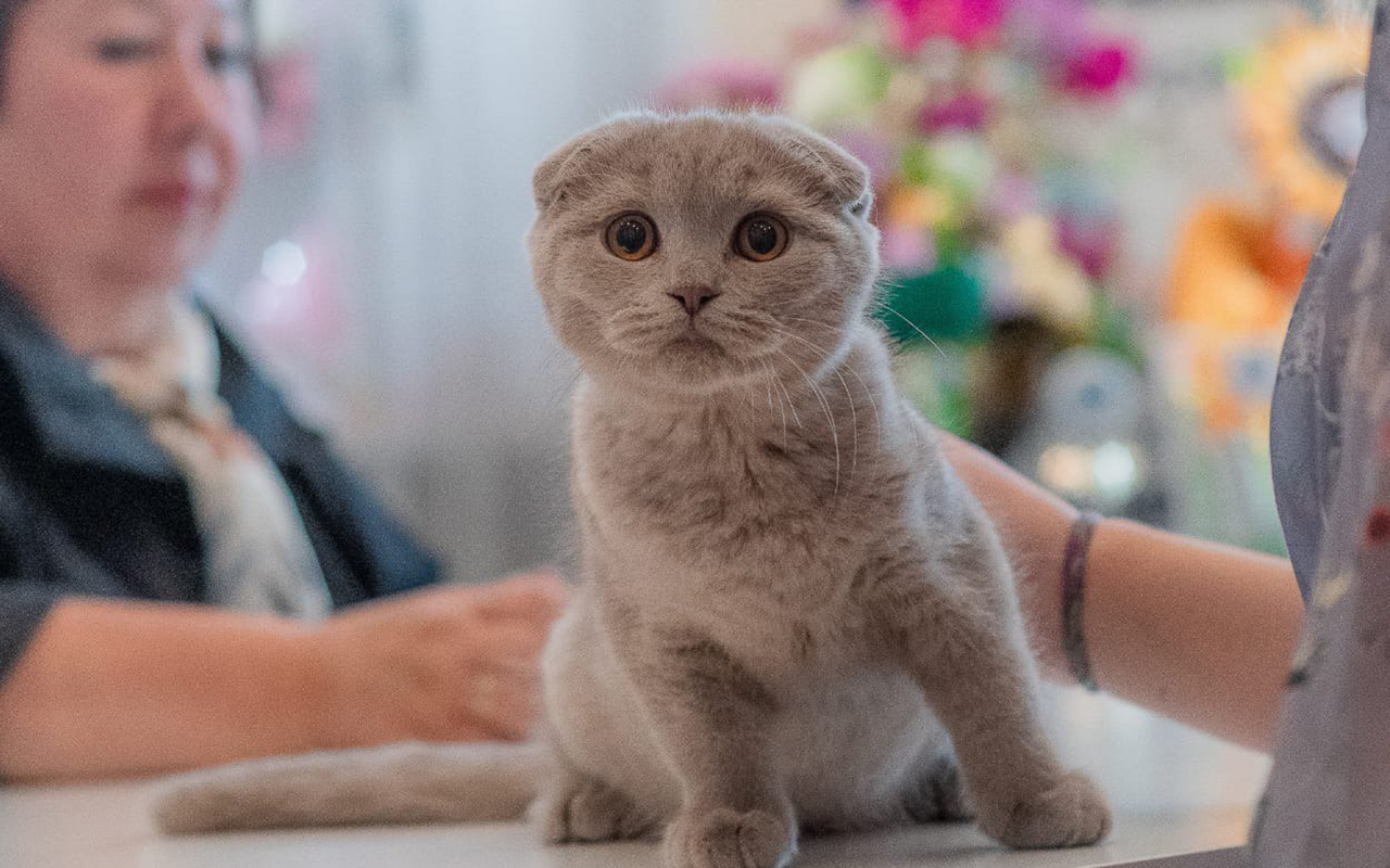 Породистая кошка, скоттиш фолд, питомник шотландских котят