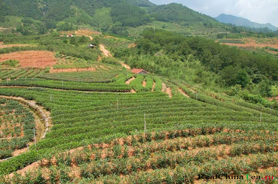 Чайные плантации Шуй Сянь
