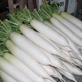 Seeds of Daikon Minowashi (Raphanus sativus var. Longipinnatus) — 50 pcs