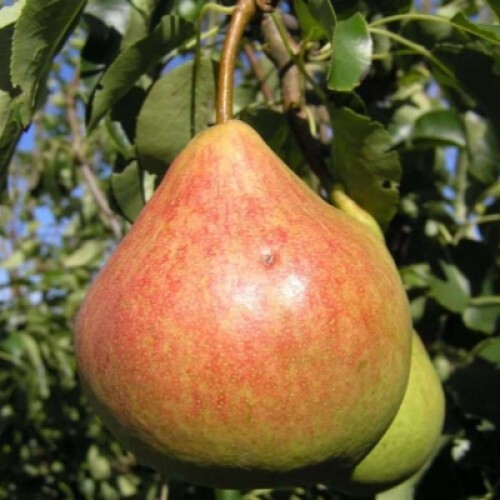 Саженцы груши купить с доставкой в питомнике рядом с Москвой ...