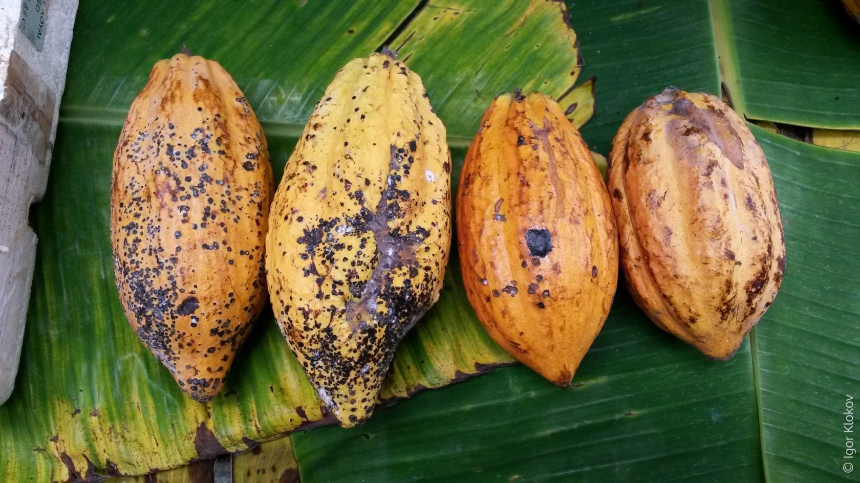 Потемневшие плоды какао
