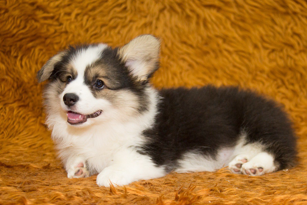 page100image53756736