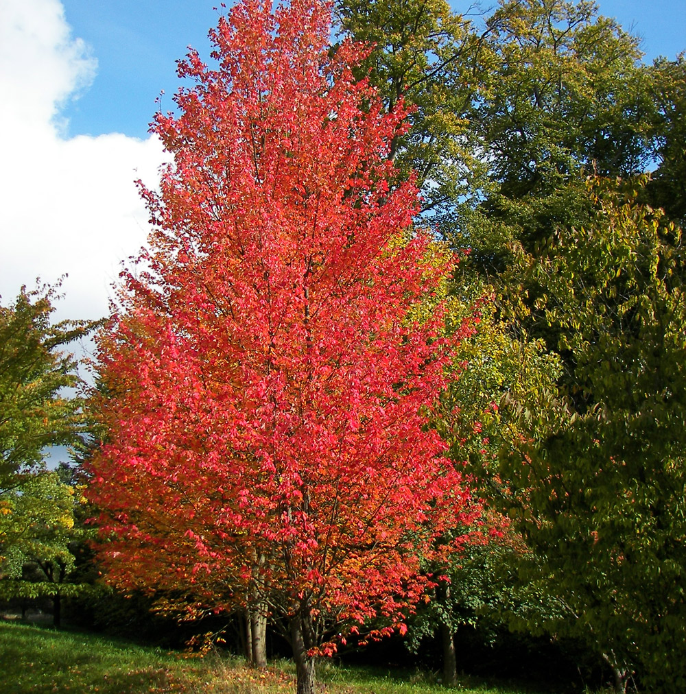 Acer rubrum (клён красный) 'Scanlon'