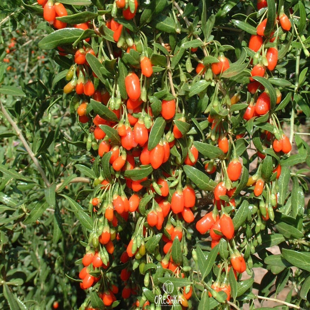 Seeds of Japanese red elder (Lycium chinense) — 50 pcs