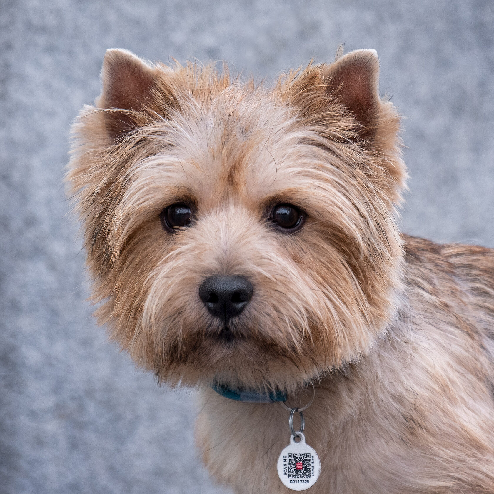 Are Norwich Terriers Hypoallergenic