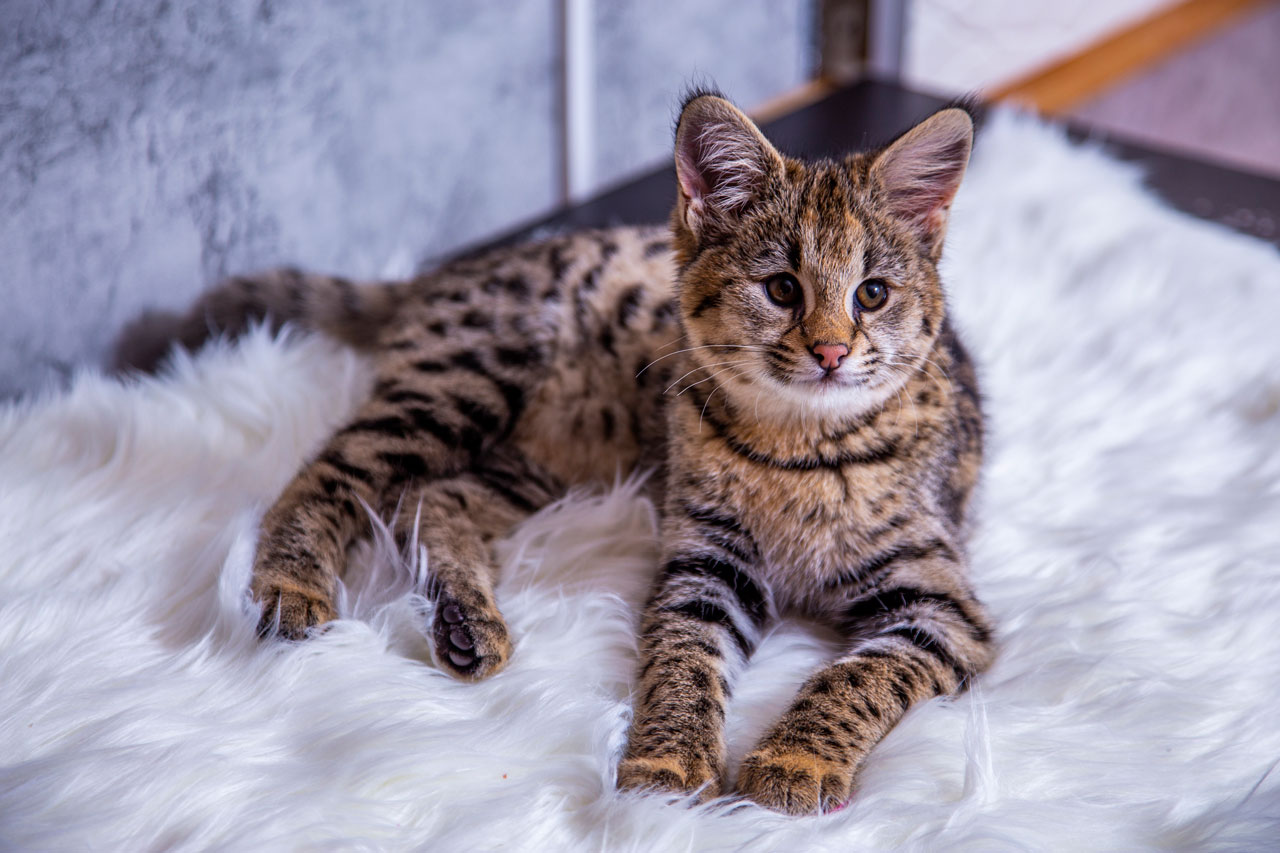 Кот Ашер Фото