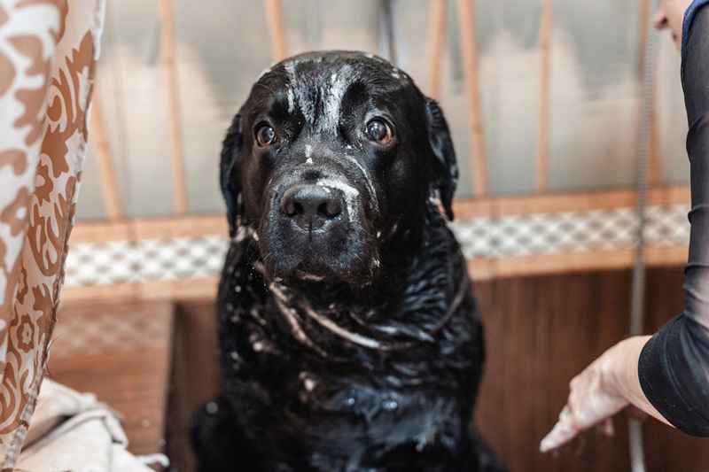 Ши-тцу: фото собаки, описание породы, цена щенков и уход