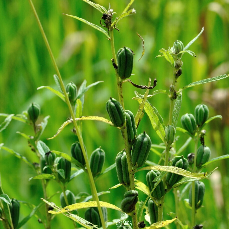 Seeds of Black Sesamum (Sesamum indicum nigrum) — 100 pcs