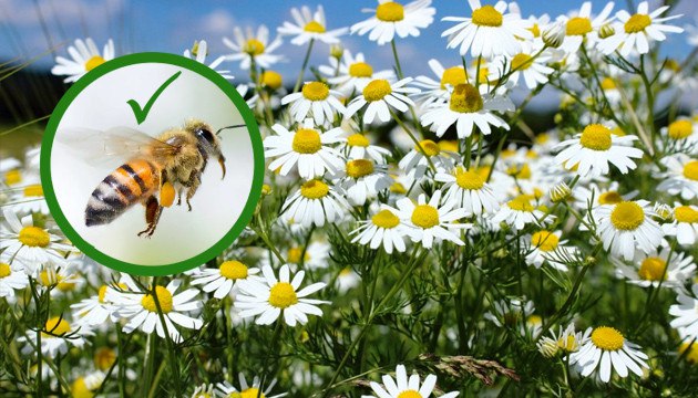 Ромашка растение компаньон на вашем приусадебном участке