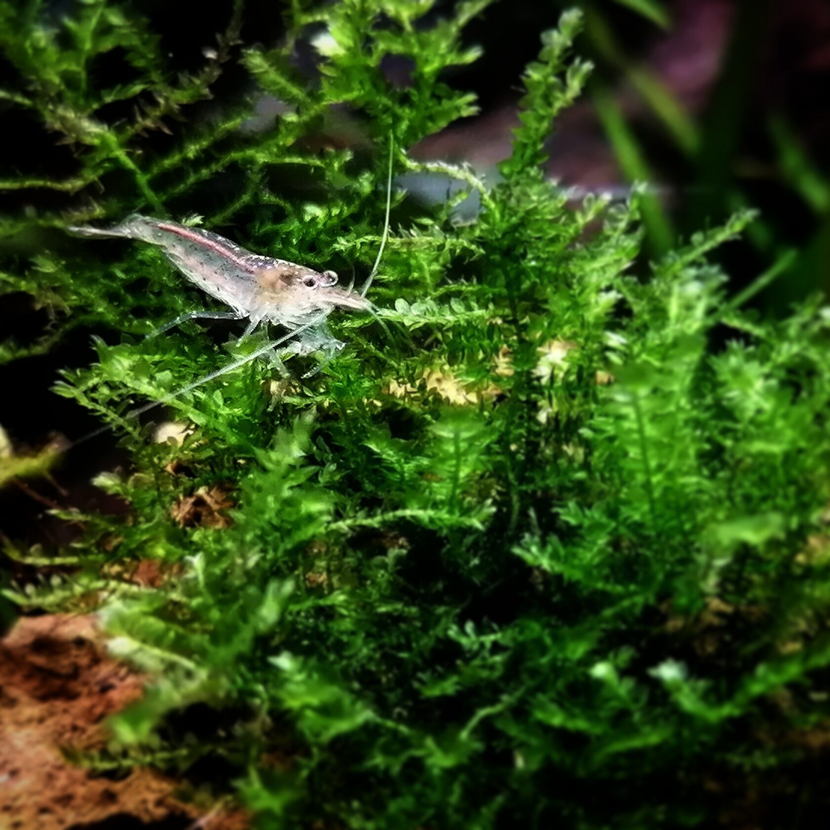 Креветки Амано группой