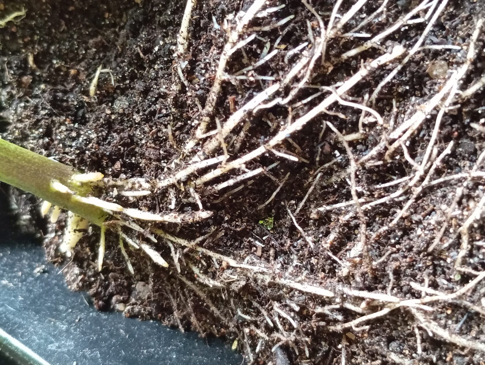 Укоренение черенков с использованием фульвогуматов 