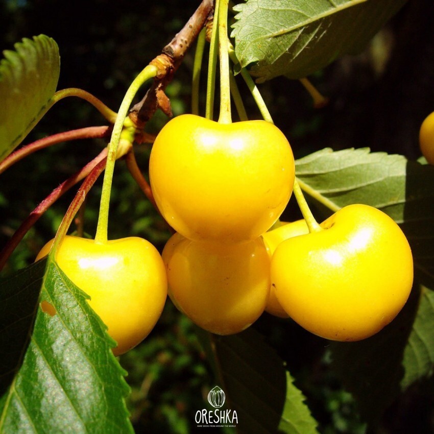 Seeds of Cherry yellow (Prunus avium var. yellow) — 10 pcs