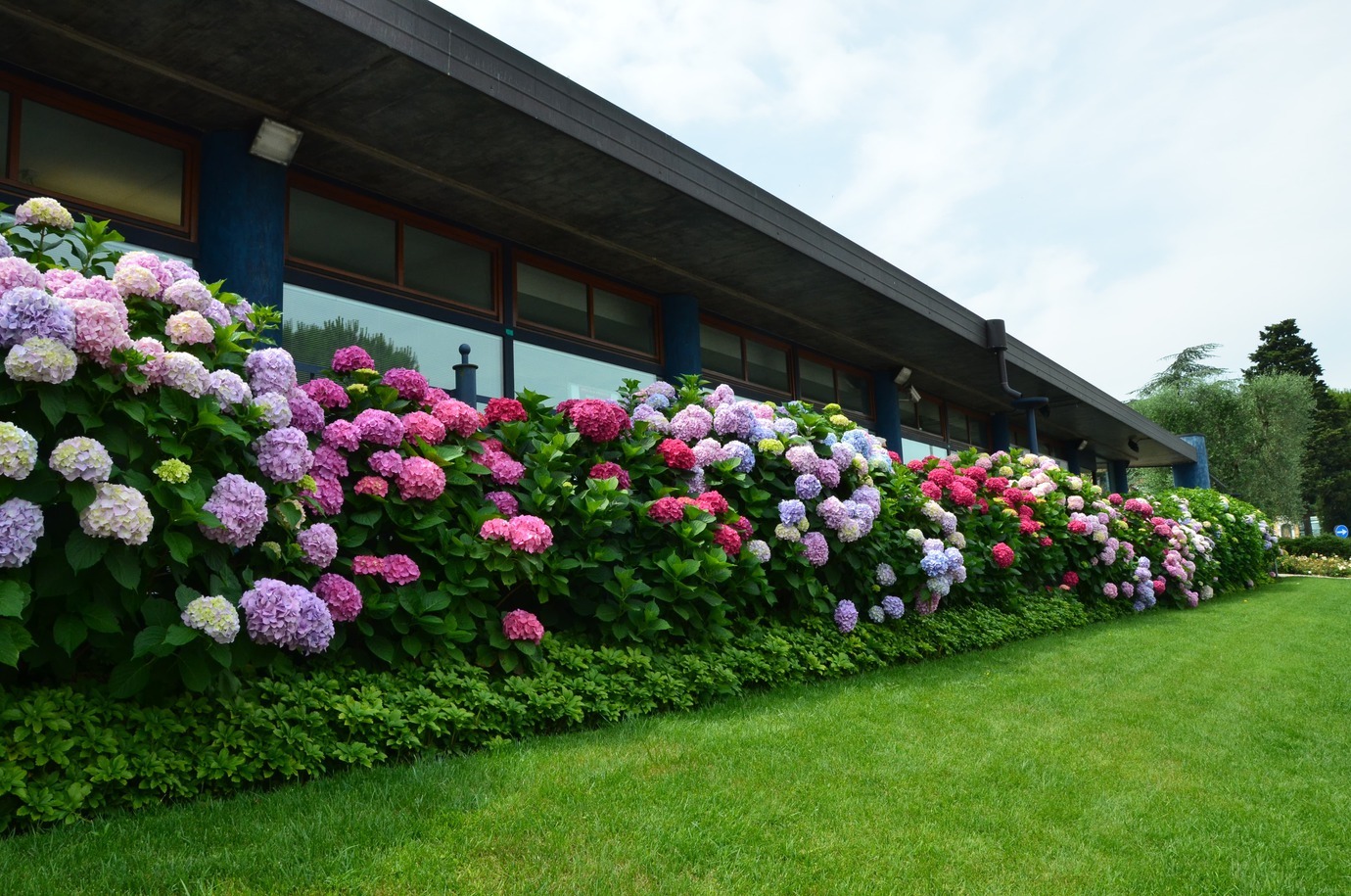 Живая изгородь из гортензии - Hydrangea| Блог о ландшафтном дизайне