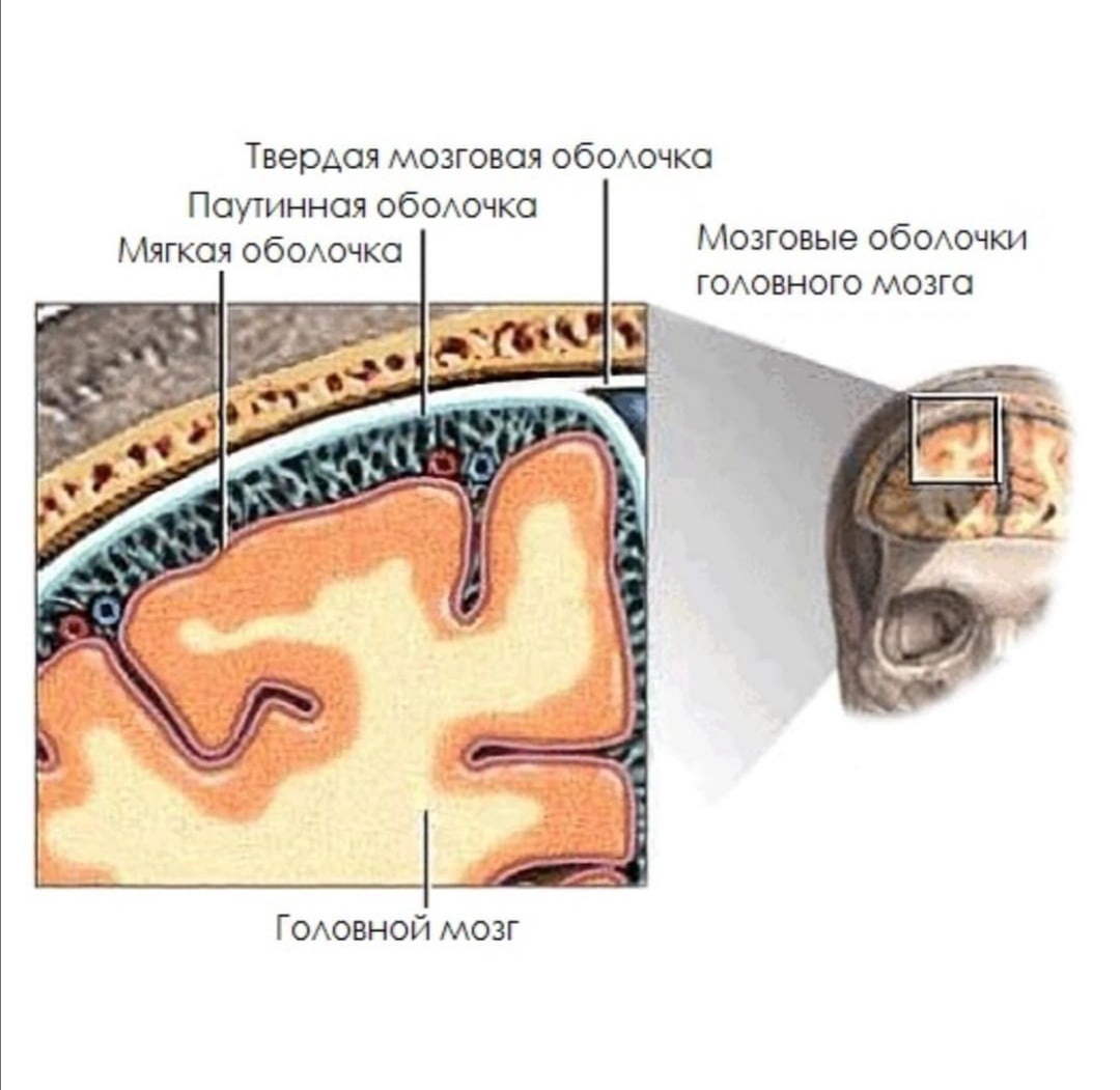 Твердый мозг. Оболочки головного мозга твердая паутинная и мягкая. Мягкая мозговая оболочка анатомия. Твердая мозговая оболочка , мягкая, паутинная головного мозга. Мягкая мозговая оболочка латынь.