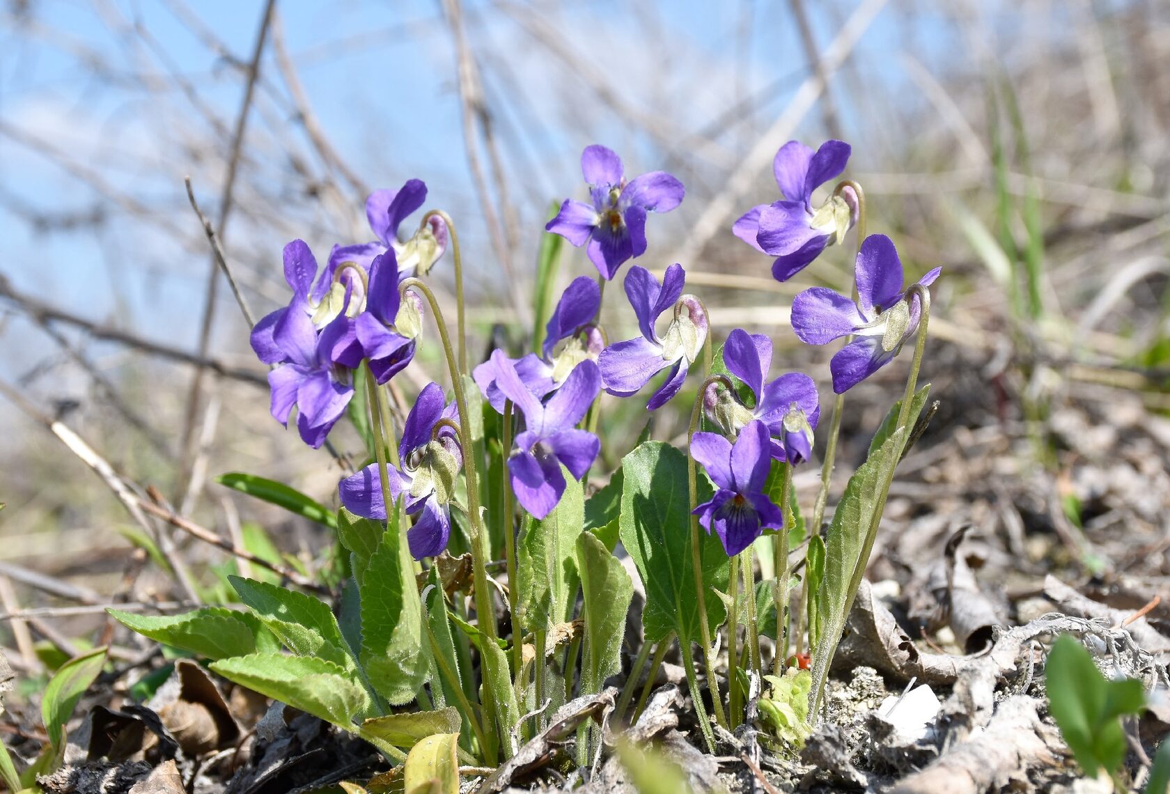 Viola ambigua Waldst. et Kit. – Фиалка сомнительная