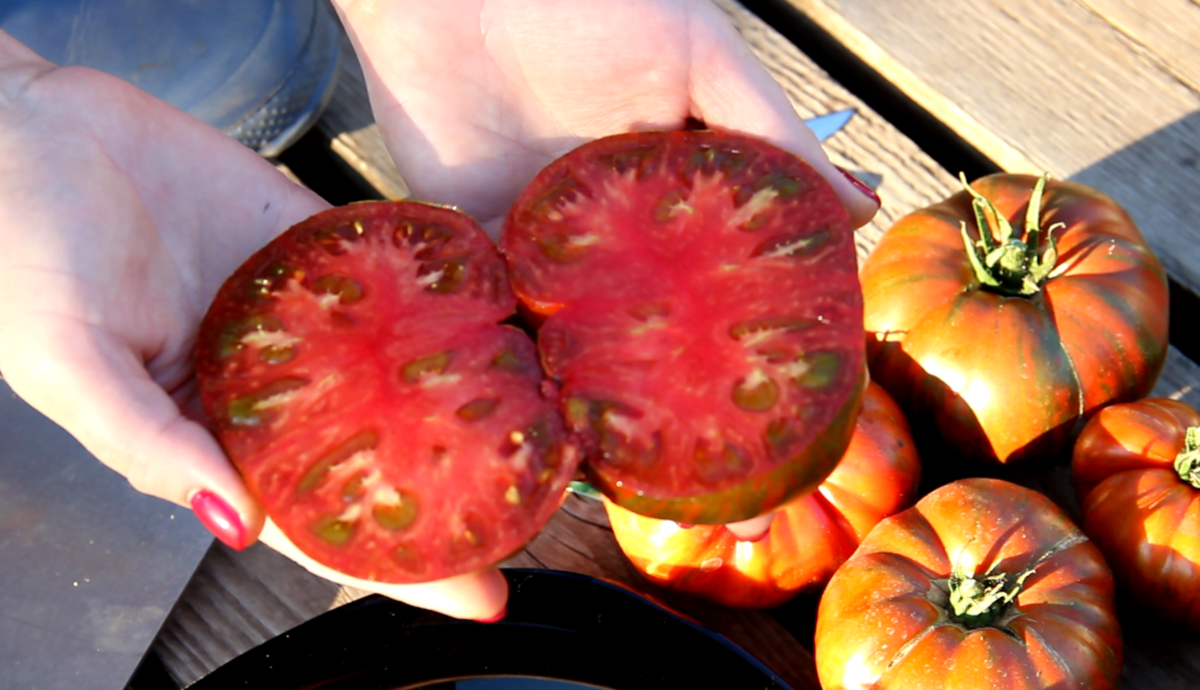 Добрый день, дорогие садоводы и огородники! Я очень люблю выращивать томаты. Каждый год высаживаю много разных новинок сортов и гибридов, примерно около ТРЁХСОТ корней.-3