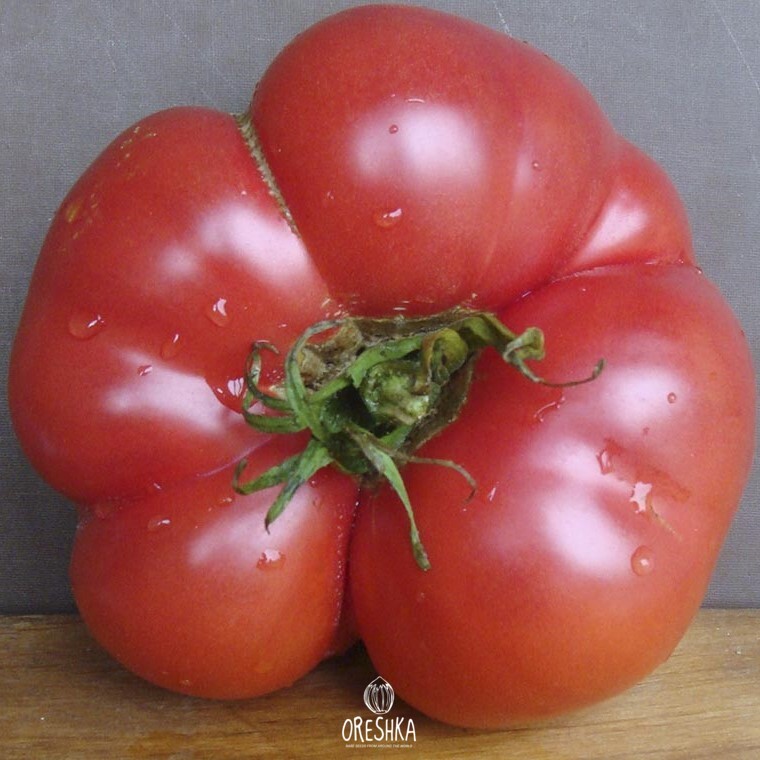 Seeds of Tomato Figured (solanum lycopersicum)