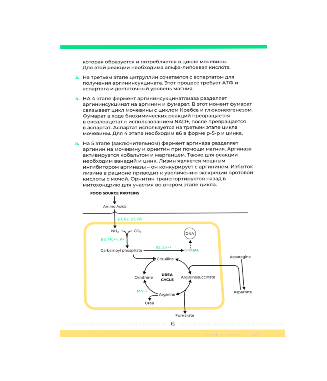 Методичка по гипераммониемии