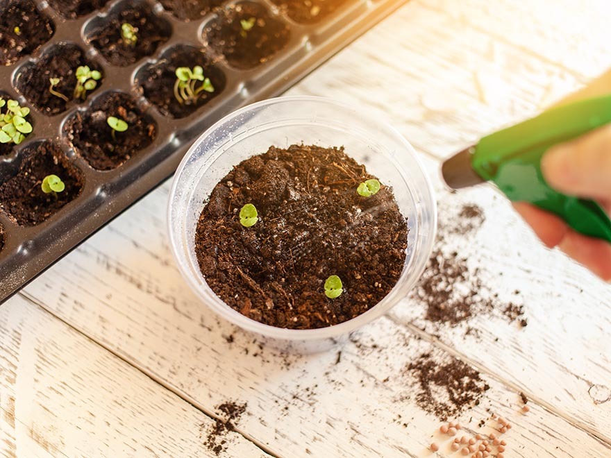 Hand misting soil in a clear plastic pot with young basil seedlings, surrounded by a seed tray, emphasizing indoor basil cultivation care.