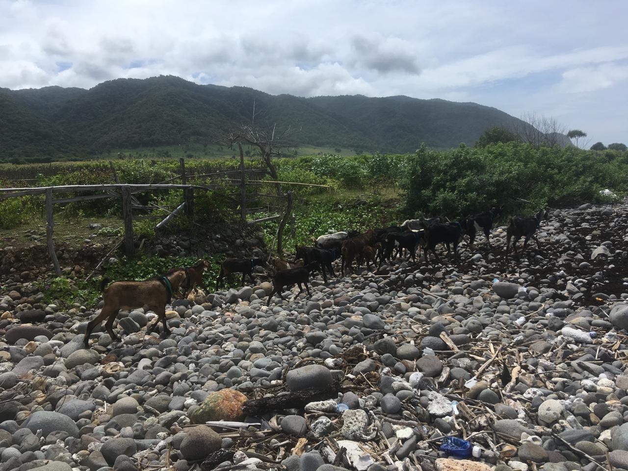 Environment
