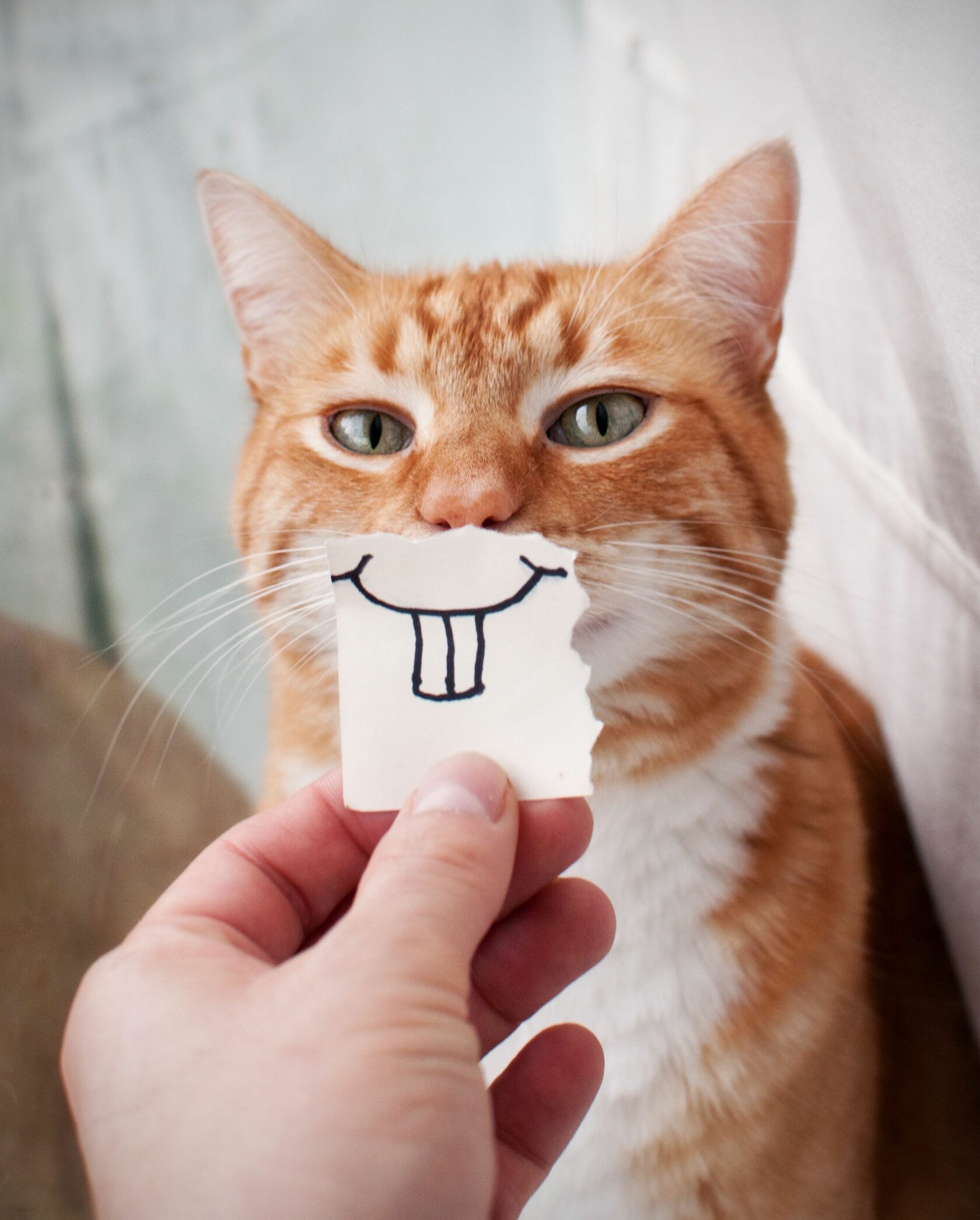 Котик улыбается