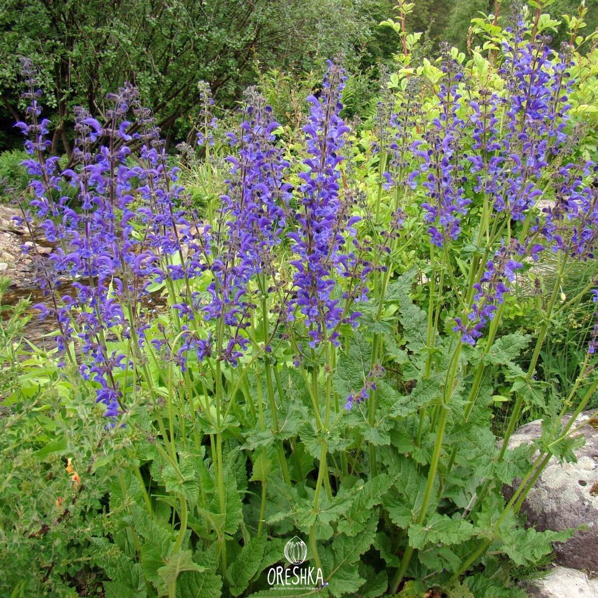 Seeds of meadow sage (Salvia pratensis) — 20 pcs