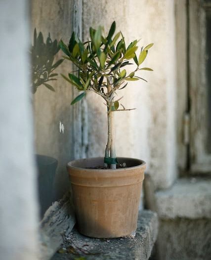 Succulent in ceramic pot