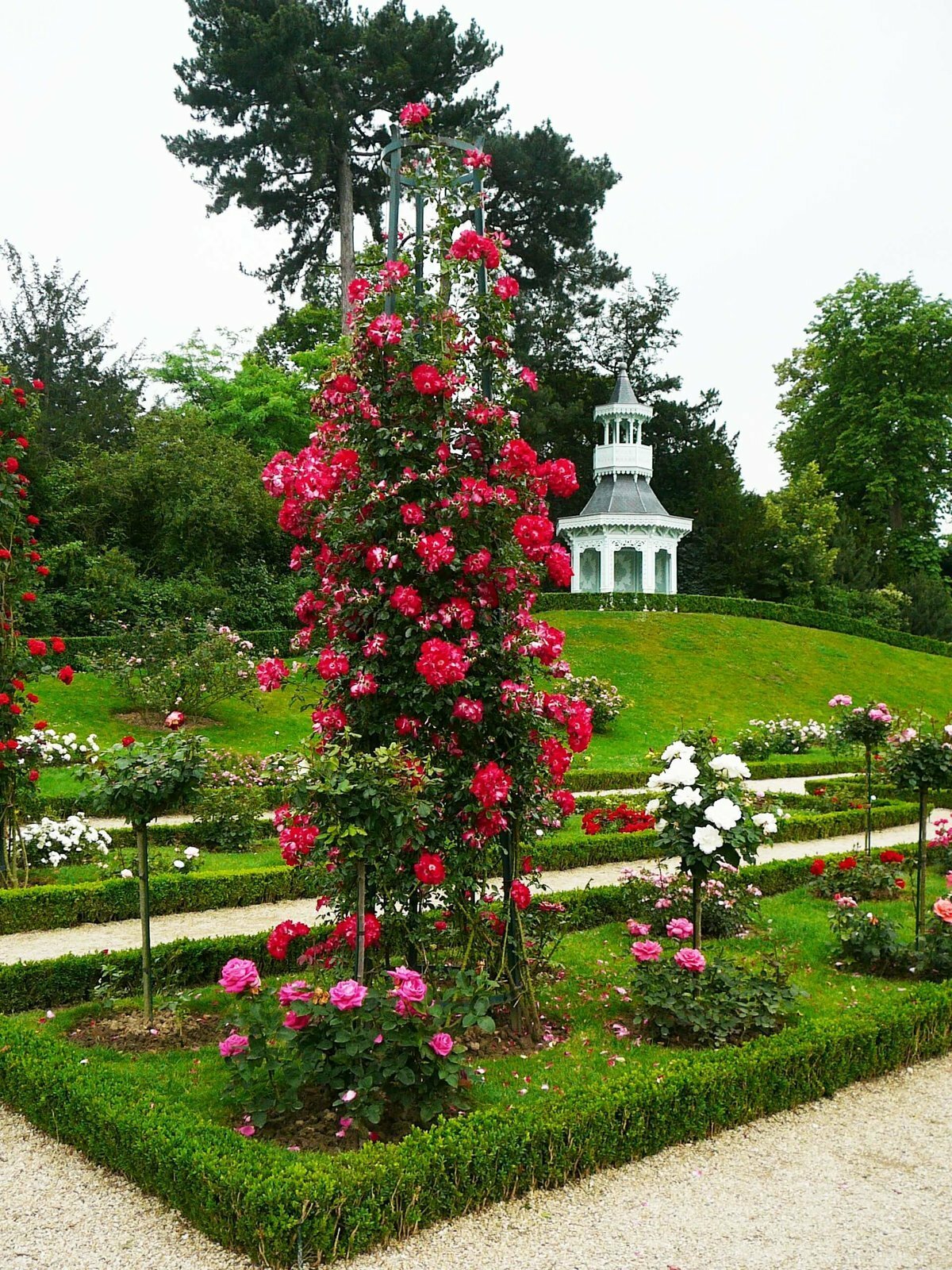 Фото Красивых Роз На Участке