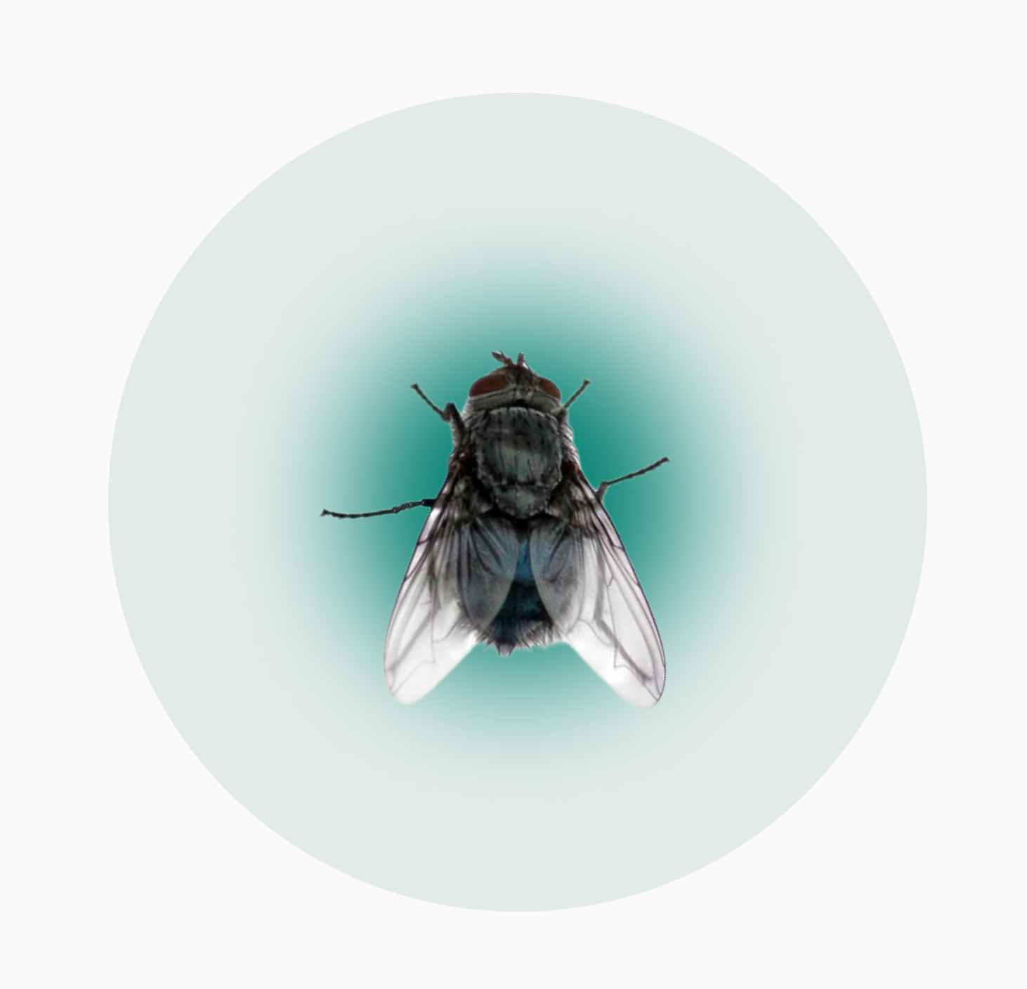 Избавиться от мух