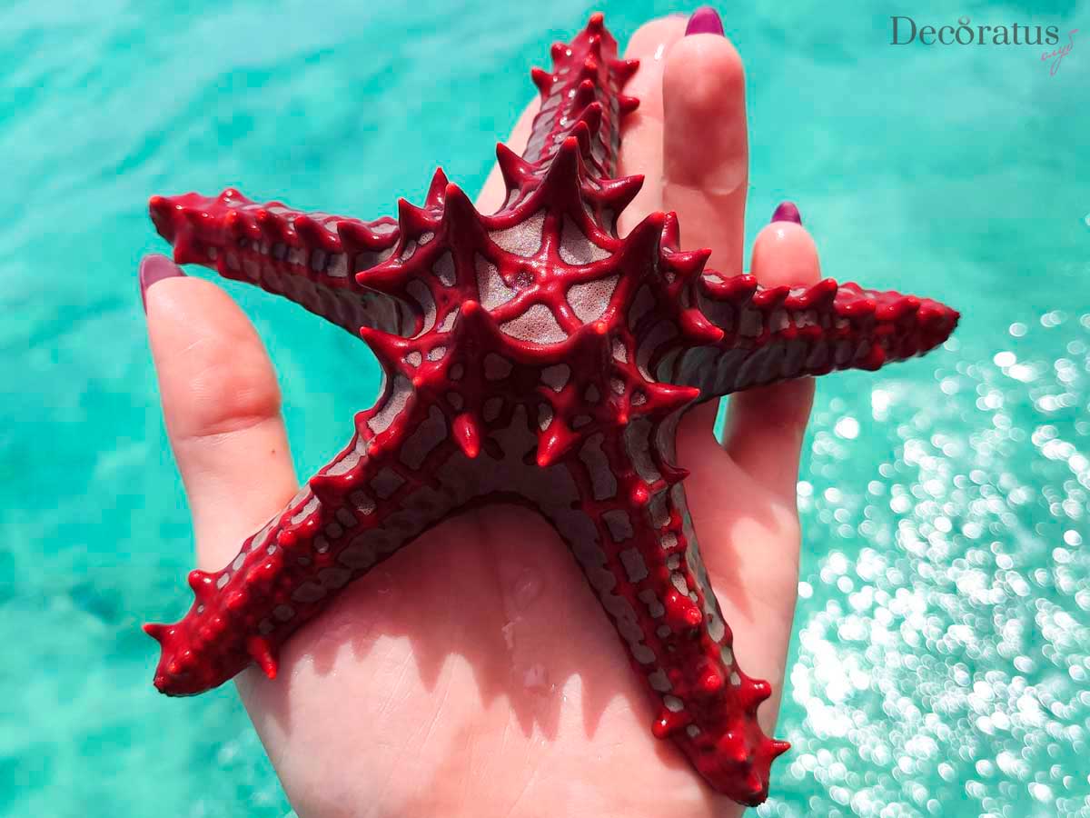 морская звезда на острове занзибар