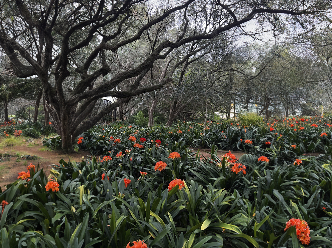 Кристенбошский ботанический сад