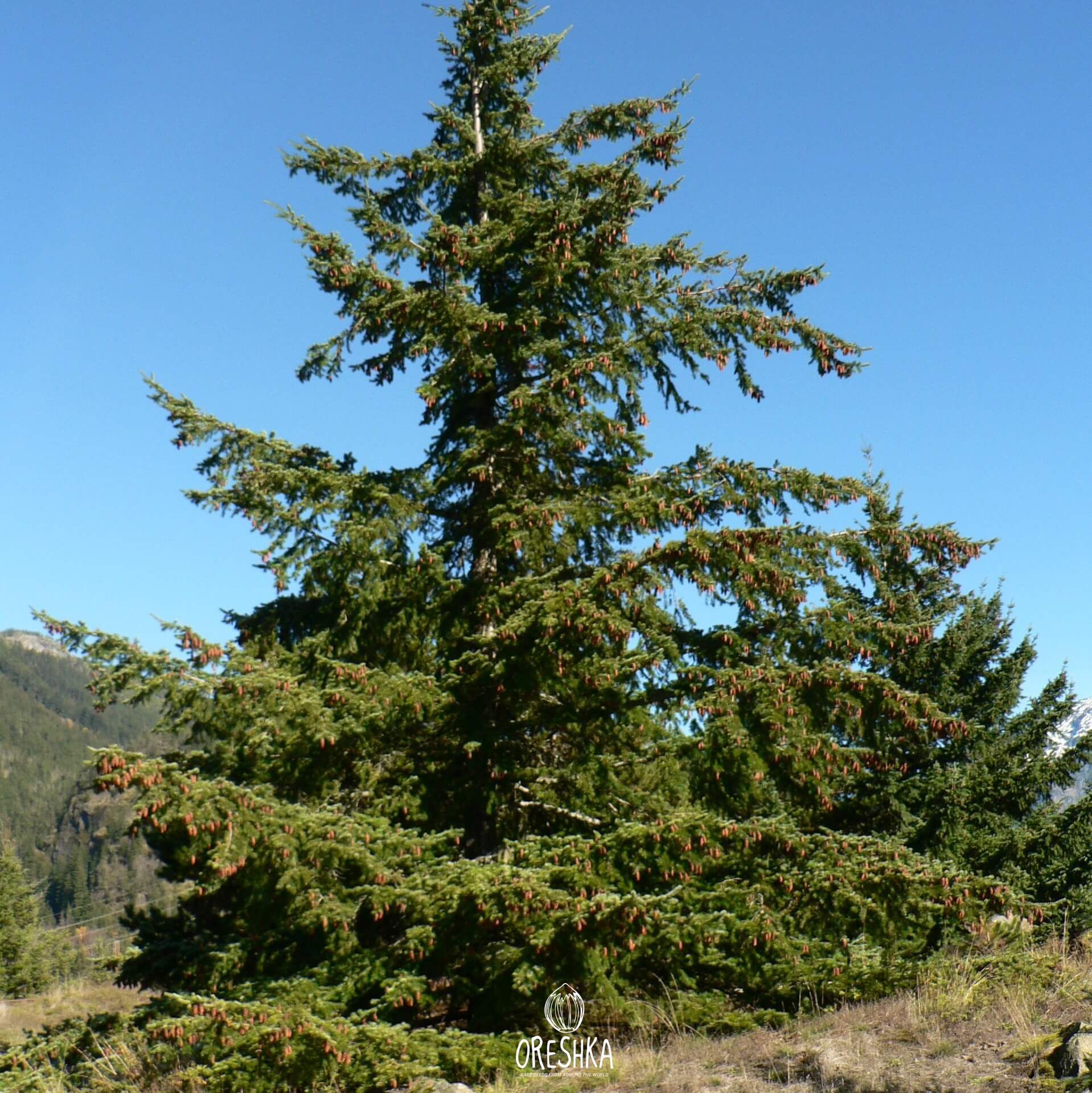 Pseudotsuga menziesii Pannenhoef