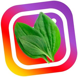 website icon
