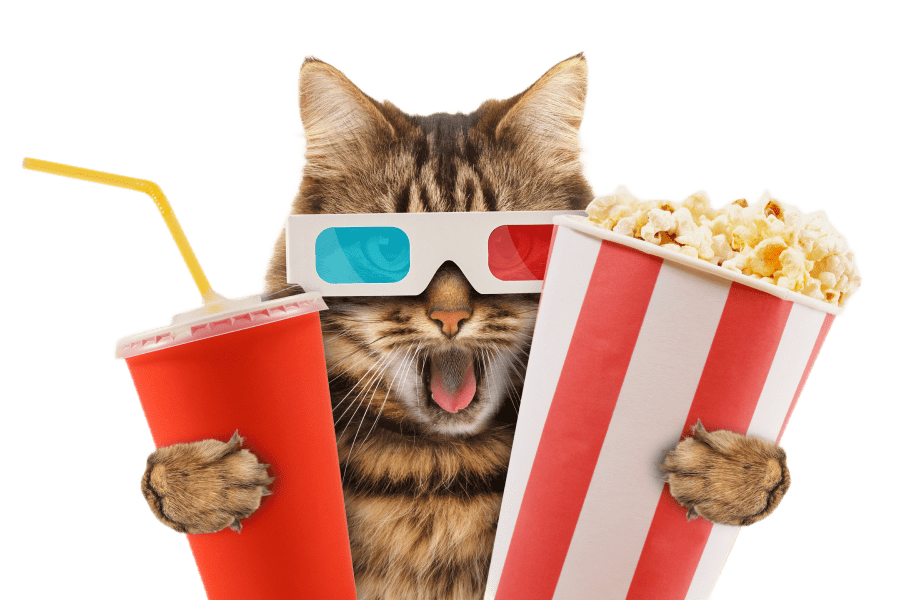кот в очках держит поп корн и стакан