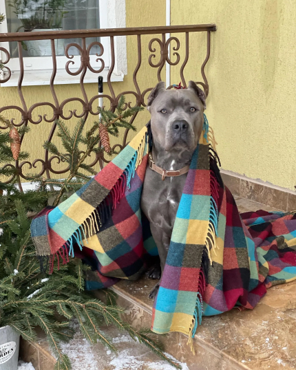 Зоогостиница