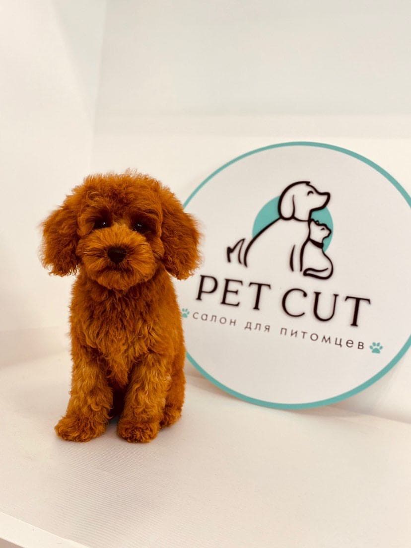 Pets company. Pet Cut салон. Логотип зоосалона. Хоу салон Pet Cut. Pet Corner груминг Москва.