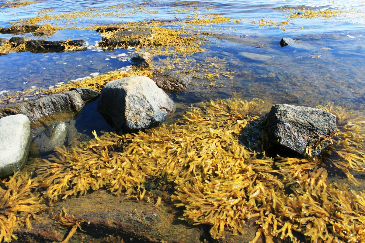 Сахалинский морской виноград фото