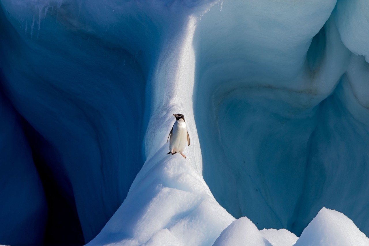 Пингвин Адели на айсберге, Антарктида. Конор Райан.