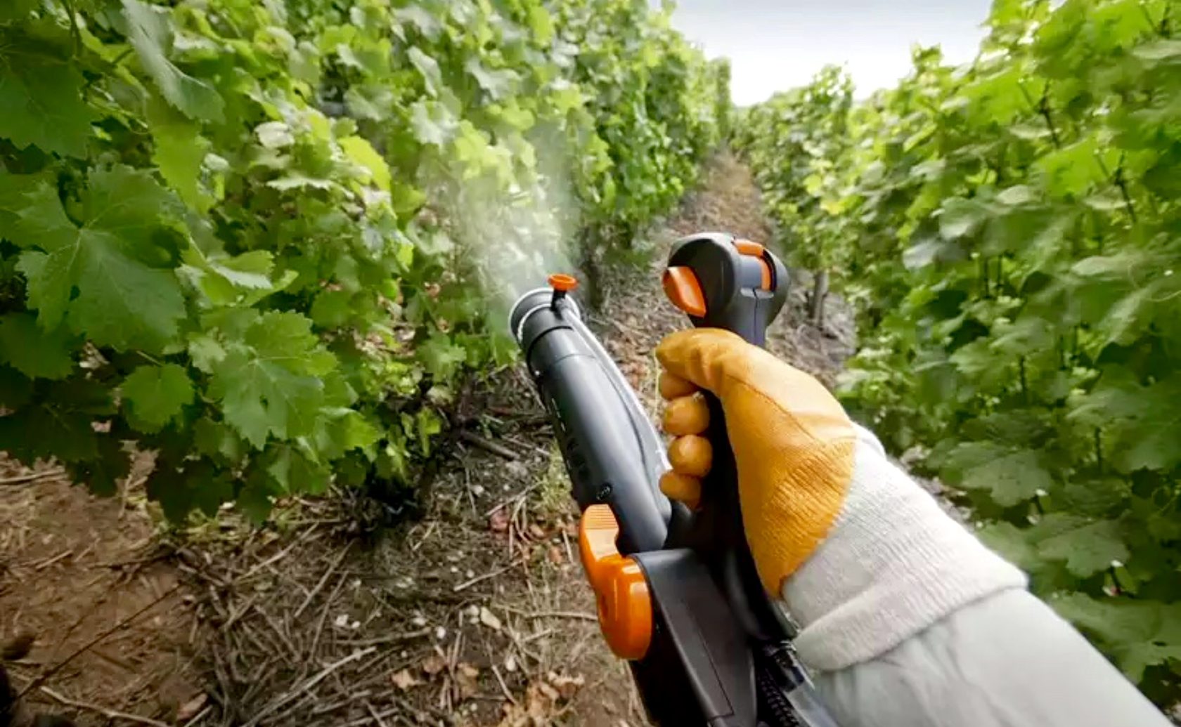 Влияние пестицидов на вредителей растений. Опрыскивание винограда. Опрыскивание растений. Защита сада от вредителей. Обрызгивание растений.