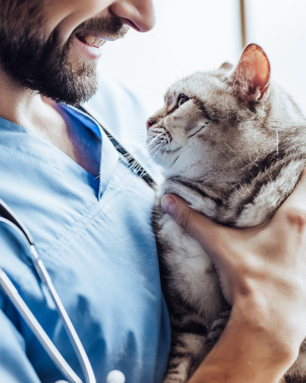 Круглосуточная ветеринарная клиника в СПБ | Dr.Pet's