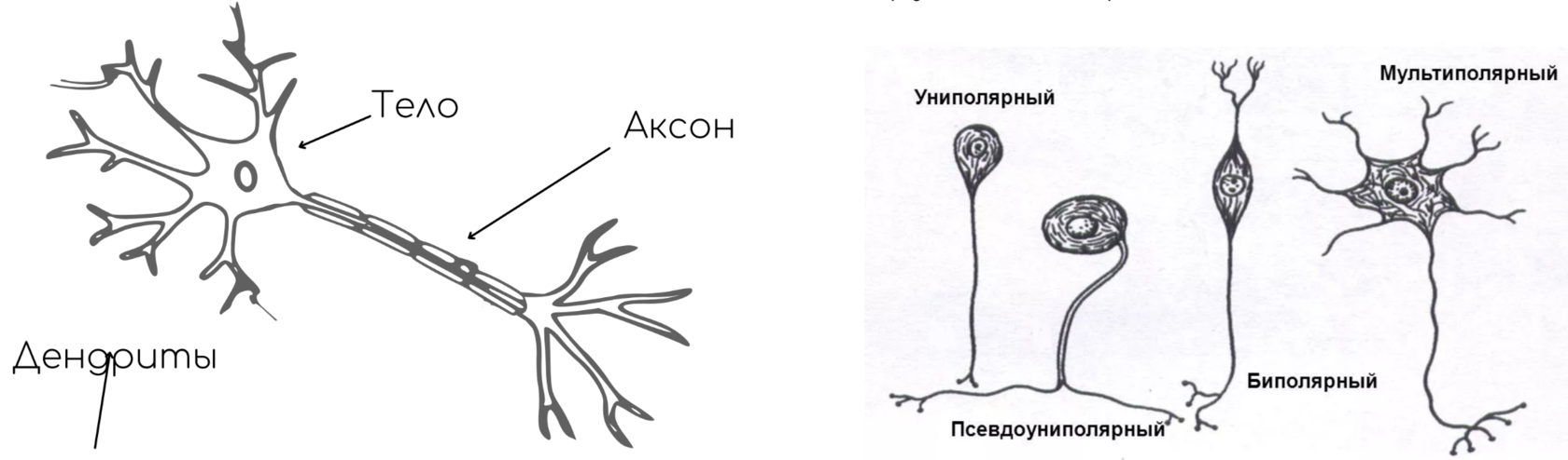 Аксоны нейронов образуют вещество