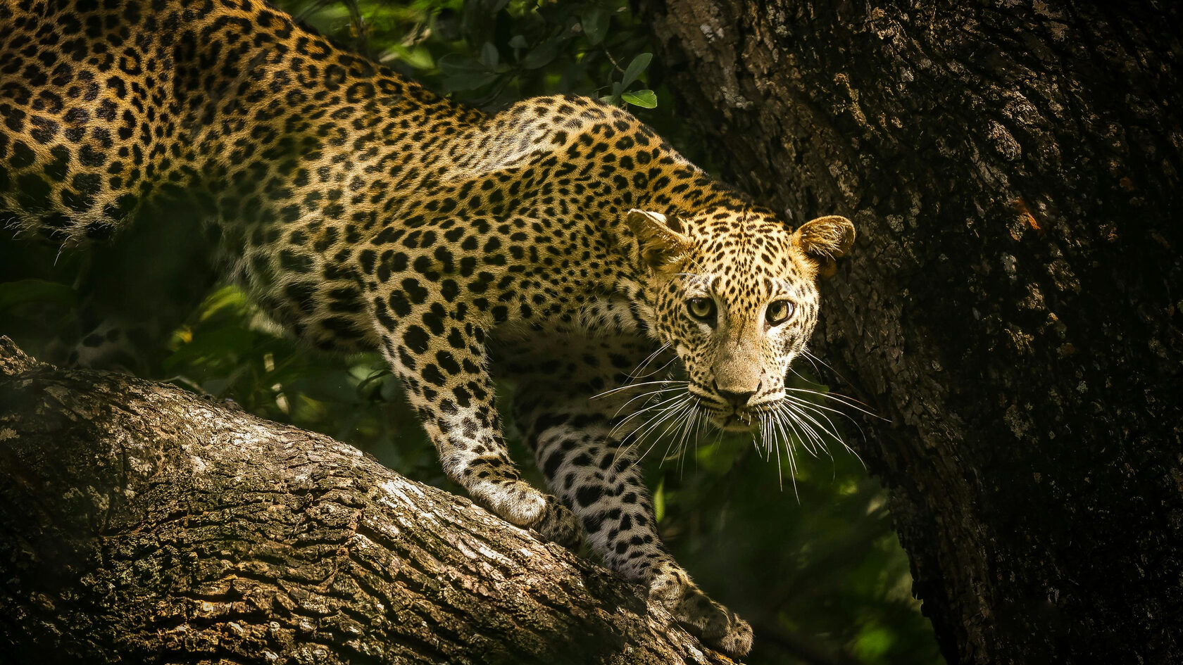 Национальный парк Яла. Шри-Ланка