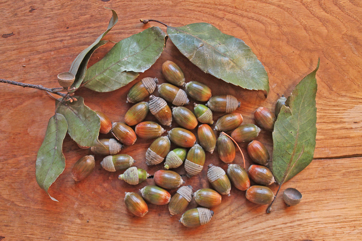 Quercus myrsinifolia. Дуб мирзинолистный Жёлуди. Семена дуба ливанского. Quercus myrsinifolia Blume.